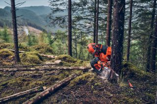 Une personne utilisant une scie à chaîne pour abattre un arbre dans un environnement forestier.