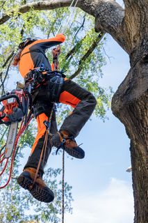 A person climbing a tree using a chainsaw and ropes for tree maintenance.