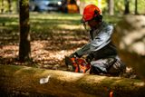A person using a chainsaw to cut a fallen tree log in a wooded area.