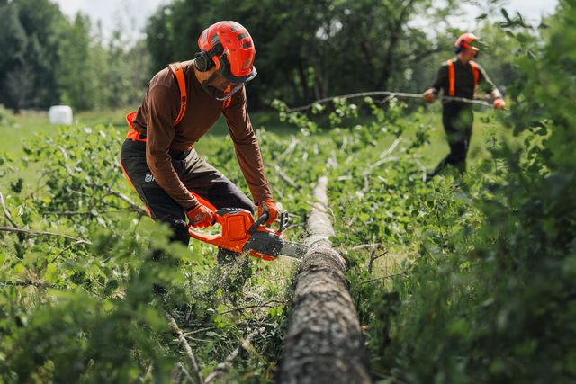 Due operai in un ambiente forestale, uno di loro utilizza una motosega per tagliare un albero caduto.