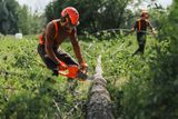 Two workers in a forest setting, one using a chainsaw to cut a fallen tree.