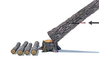 Illustration of a tree being cut into logs, showing the cutting process.