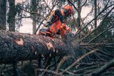 Людина в робочому спорядженні використовує ланцюгову пилку, щоб розрізати повалене дерево в лісі.