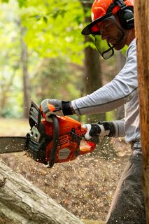 A person using a chainsaw to cut a fallen tree in a forest setting.