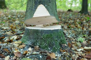Working with chainsaws part 1