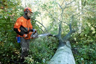 A person using a chainsaw to cut a fallen tree in a forest setting.