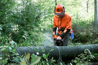 A person using a chainsaw to cut a fallen tree in a forest.