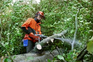 A person using a chainsaw to cut tree branches in a dense forest setting.