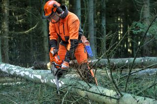 A person using a chainsaw to cut a fallen tree in a forest.