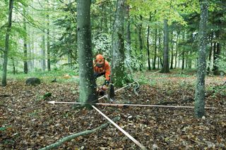 A person in work gear using a chainsaw to cut a tree in a forest.