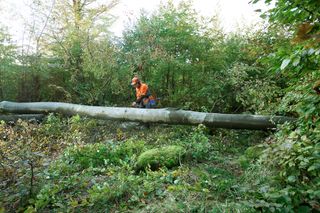 A person using a chainsaw to cut a fallen tree in a forest setting.