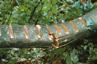 A tree trunk partially cut with visible notches in a forest setting.