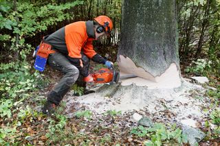 A person using a chainsaw to cut down a tree in a forest setting.