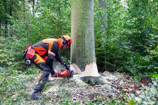 A person in work gear using a chainsaw to cut down a tree in a forest.