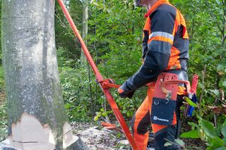 Images Working with chainsaws, part 2