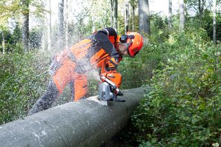 Images Working with chainsaws, part 2