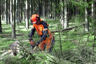 A person in work gear using a chainsaw to cut a fallen tree in a forest.