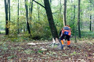 Images Working with chainsaws, part 2