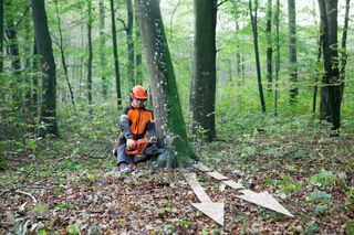 Images Working with chainsaws, part 2