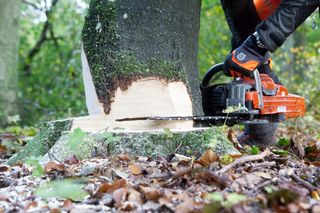 A person using a chainsaw to cut down a tree in a forest setting.