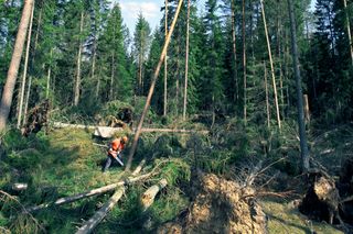 Images Working with chainsaws, part 2