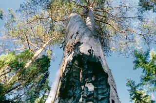 Images Working with chainsaws, part 2