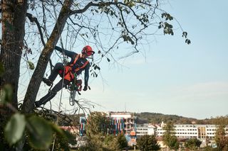 Uma pessoa escalando uma árvore usando um arnês e equipamento de escalada em um ambiente de parque urbano.