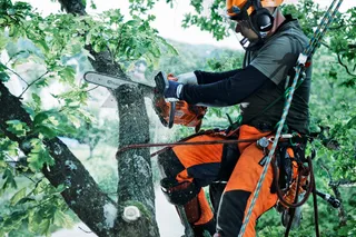 Eine Person in Arbeitskleidung, die eine Motorsäge verwendet, um Äste zu schneiden, während sie mit Seilen in einem Baum gesichert ist.