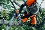 Ein Baumpfleger, der eine Motorsäge zum Schneiden von Ästen verwendet und gleichzeitig mit Seilen in einem Baum gesichert ist.