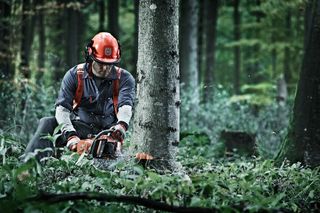A person using a chainsaw to cut a tree in a forest setting.