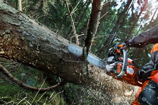 A person using a chainsaw to cut down a tree in a forest setting.