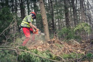 Eine Person, die eine Motorsäge verwendet, um einen Baum in einer Waldumgebung zu fällen.