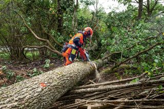 A person in work gear using a chainsaw to cut a fallen tree in a forest.