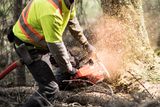 A person using a chainsaw to cut a tree in a forest setting.