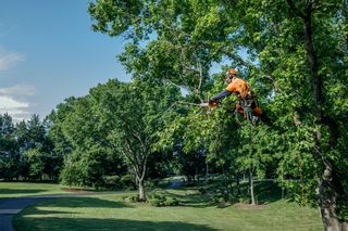 A tree worker in work gear climbing a tree in a park setting.