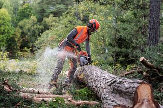 Une personne utilise une tronçonneuse pour couper un arbre tombé dans un environnement forestier.