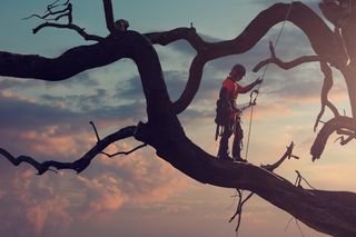 Uma pessoa em equipamento de trabalho escalando um galho de árvore grande ao pôr do sol.