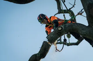 A person in work gear using a chainsaw to cut tree branches while suspended in the air.