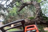 Close-up of a person using a chainsaw to cut a tree branch.