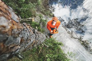A person in work gear using a chainsaw to cut down a tree near a water body.