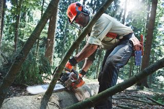 A person using a chainsaw to cut a fallen tree in a forest setting.