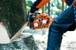 HUSQVARNA 562 XP®. Човек, използващ верижен трион, за да отсече дърво в горска среда.