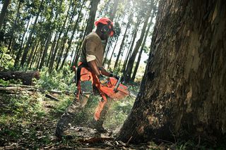 Una persona que utiliza una motosierra para cortar un árbol grande en un bosque.