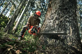 Una persona que utiliza una motosierra para cortar un árbol grande en un bosque.