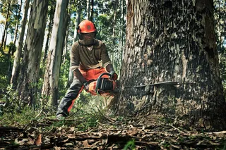 Una persona con una motosierra para cortar un tronco de árbol grande en un bosque.
