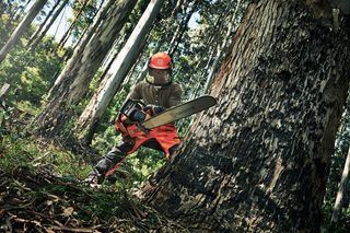 A person using a chainsaw to cut a large tree in a forest setting.