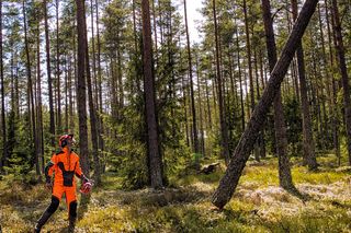 A person in work gear observing a tree falling in a forest setting.
