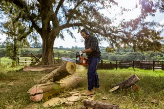 A person standing next to cut tree logs in a grassy area with a fence and trees in the background.