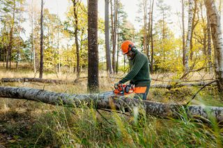 A person using a chainsaw to cut a fallen tree in a forest setting.