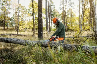 Landowner cutting tree Chainsaw 435i and 340i